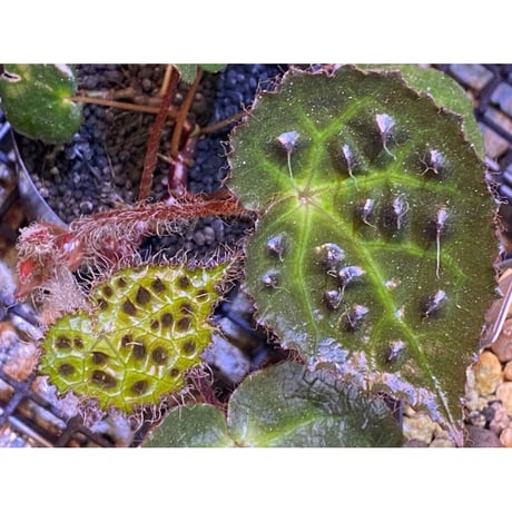Begonia cf. ferox from Cao Bang [YH040519BK] TK