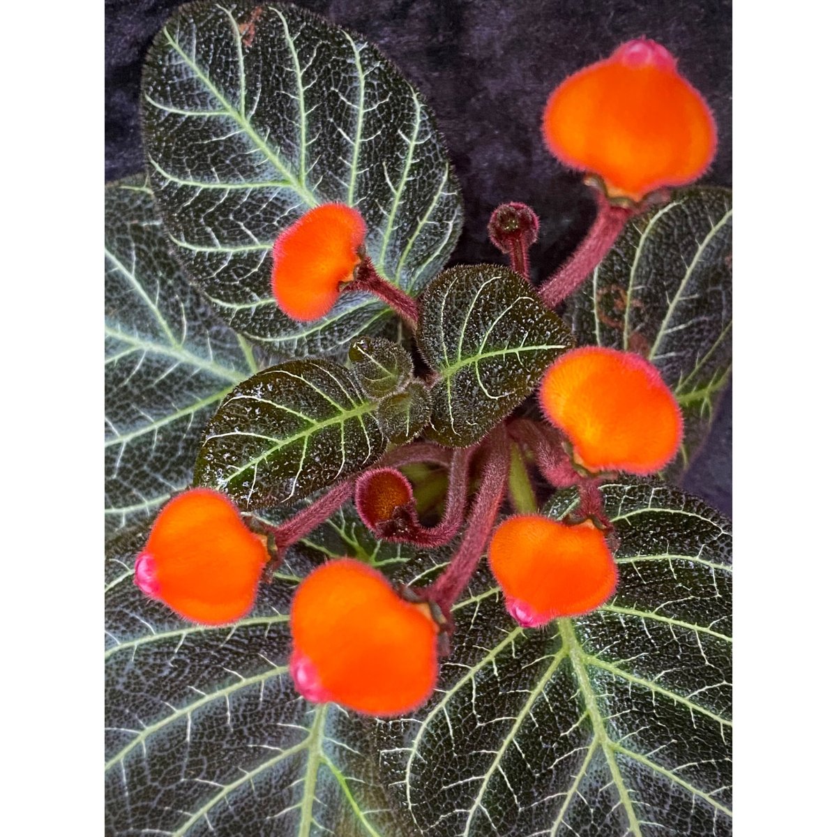 Pearcea hypocyrtiflora from Rio Napo Ecuador [t