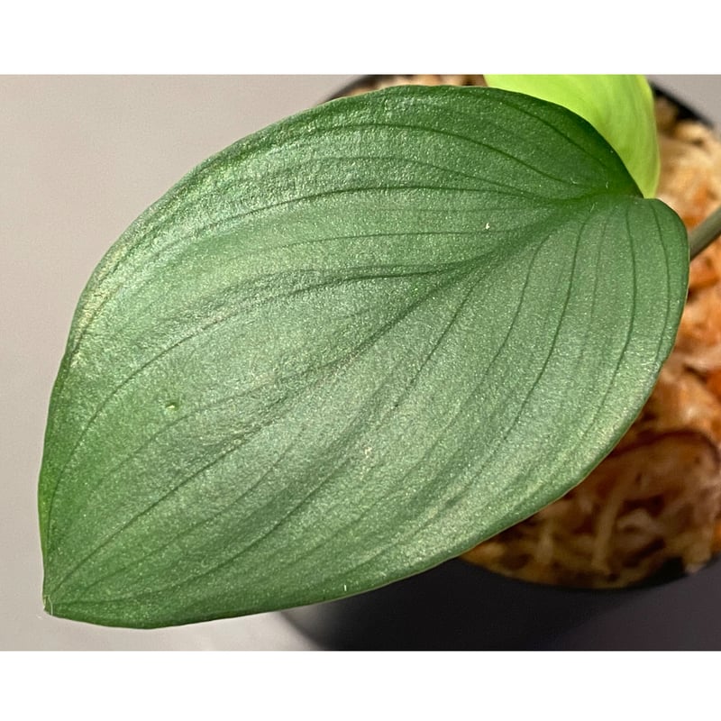 Homalomena sp. Aceh Silver from Aceh sumatera [