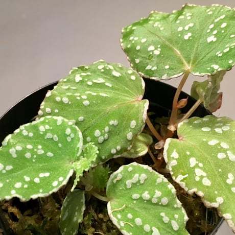 Begonia sp. from Aceh sumatera [LA1115-01T]