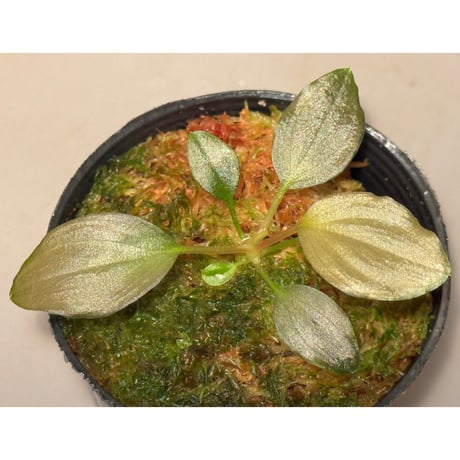 Homalomena sp."赤鉄鉱” from Kepulauan Riau [SGP import] KZT