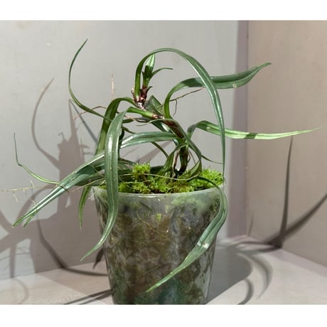 Freycinetia sp. from Borneo [KZT]