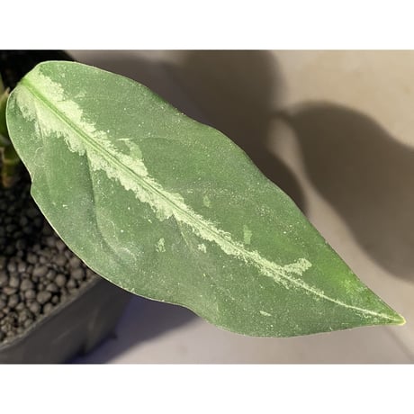 Aglaonema pictum A "Stiria+1" from Aceh sumatera [LA0315-04j]