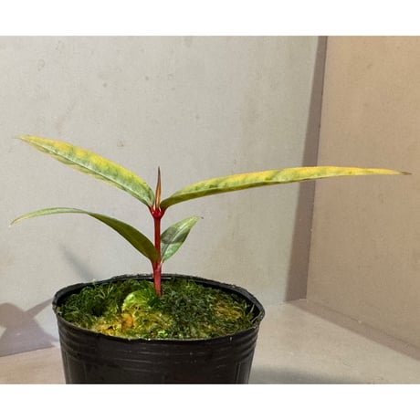 Labisia sp. from "Lebong" Bengkulu [TB]
