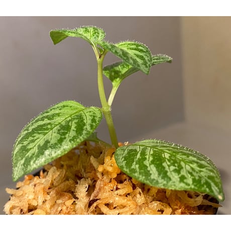 Gymnostachyum sp. "type B" from Aceh Selatan [HW0816-03]