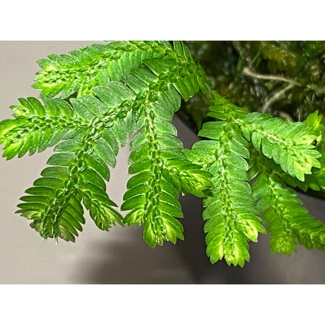 Selaginella biformis [STRINGE PLANTS]