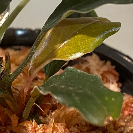 (2芽) Bucephalandra sp. "Metallic dark purple"