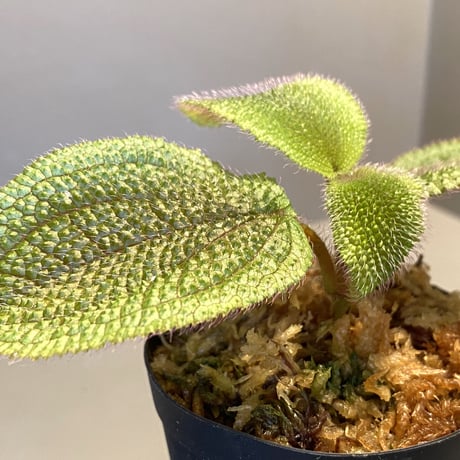 Phyllagathis sp. from Dong Nai province south Vietnam