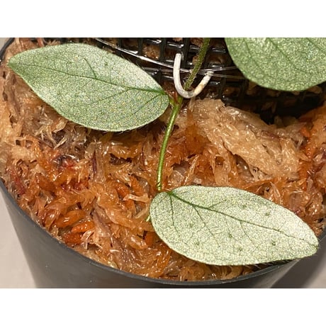 Ficus sp. "Muara wahau" white Kalimantan timur [TB]