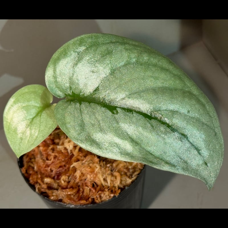 Scindapsus sp. from Tambunan Sabah Borneo | M・R