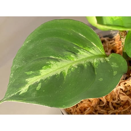 Aglaonema pictum GW1410 "Type3" from Padang sidempuan [TB]