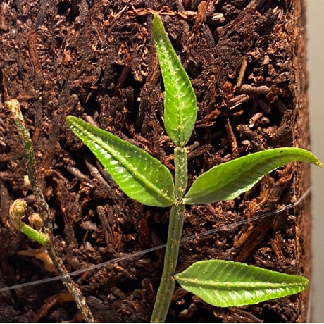 Teratophyllum ludens from Selangor Malaysia