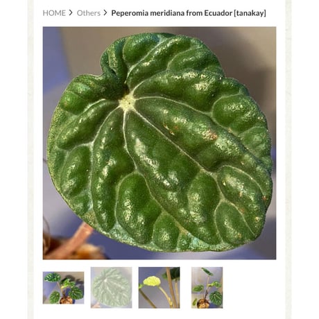 Peperomia meridiana from Ecuador [tanakay]