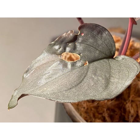(大株) Homalomena sp. "STRONG ZERO" from P.Lingga[AZ0917-1]