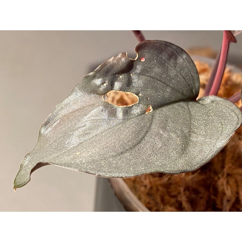 大株) Homalomena sp. 