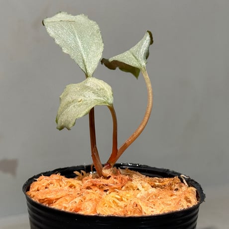Homalomena sp. "Platinum Velvet" from Kepulauan Riau [KN] ②