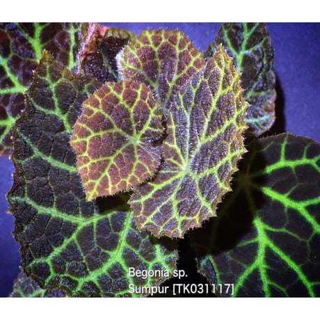 Begonia sp . from Sumpur [TK031117]