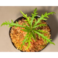 Labisia sp. from Jambi sumatera