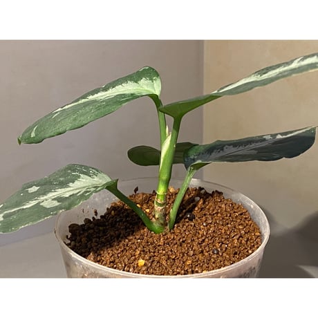 Aglaonema pictum "しるば〜らいん" from Aceh sumatera [LA0217-04]