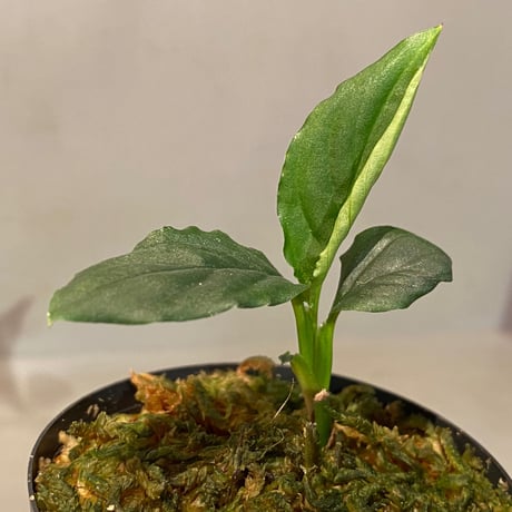 Unknown from Iquitos Peru [tanakay]