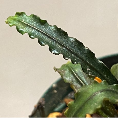 Bucephalandra sp. "MEDUSA"