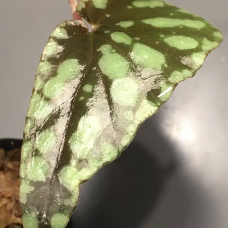 Begonia Variabilis [TK260915]