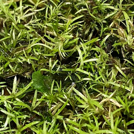 Moss from Ipoh State Malaysia
