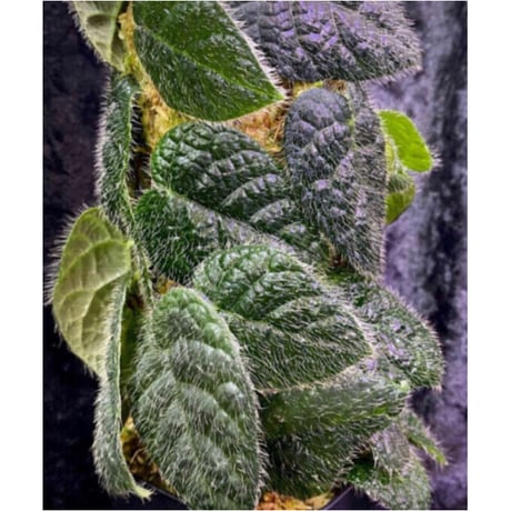 Ficus sp. from Selangor