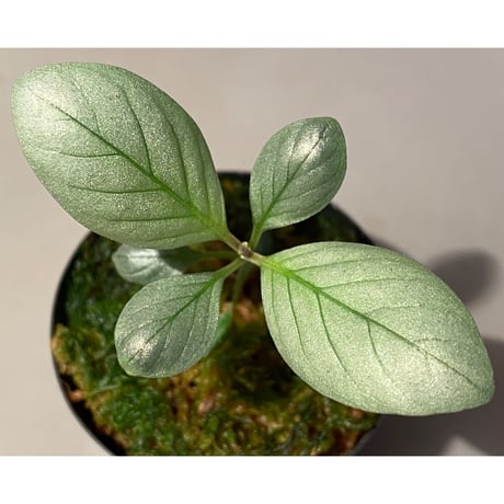 Acanthaceae gen. from Laos [LA]