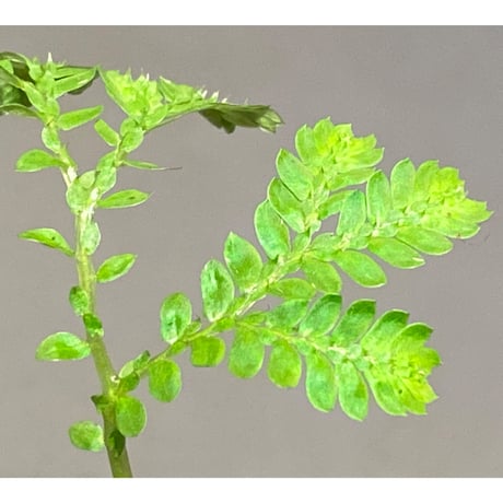 Selaginella plana 伊藤蟻植物農園