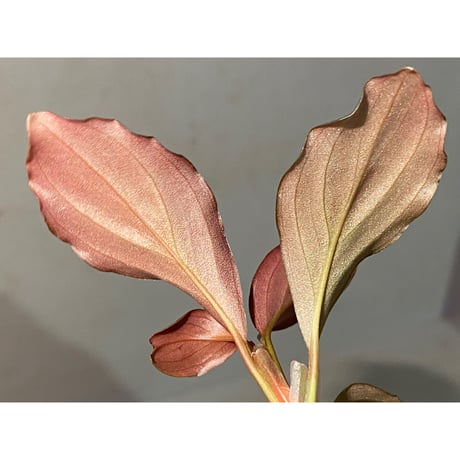 Rhodospatha sp. from Ecuador [tanakay]