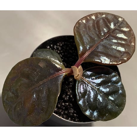 Ardisia sp. from Kayulapis [TB]