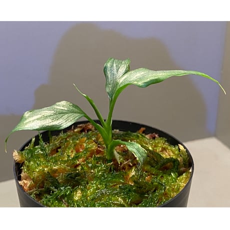 Homalomena sp. White leaf from "Pendang" Kal tengah [TB]