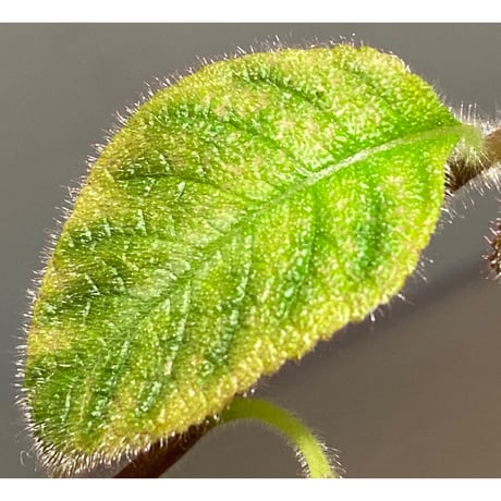 Cyrtandra sp. "Sabah-6" [R0515-03a]