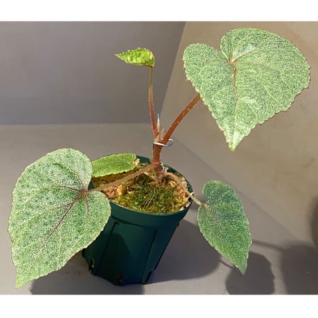 Begonia sp. from Ha Noi [TK140617]