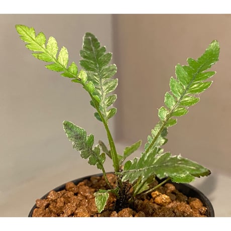Blechnum obtusatum var. obtusatum from New Caledonia (固有種)