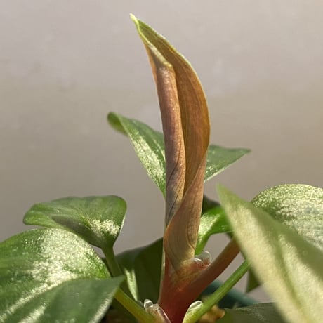 Homalomena sp. from West Kalimantan