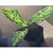 Aglaonema pictum GW Type1 from Padang sidempuan [TB1410]