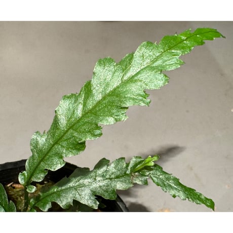 Microsorum sp. "Short Dragon Tail"