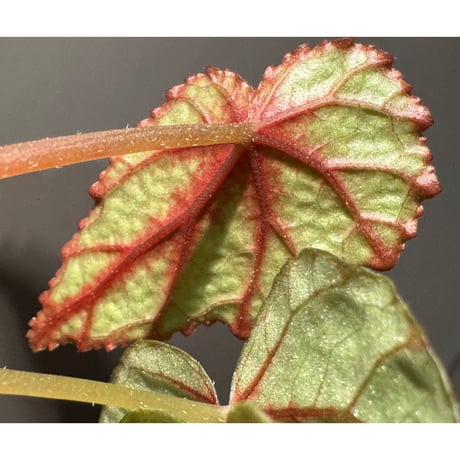 Begonia handelii var. prostrata from Viet Nam