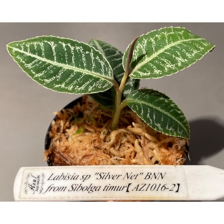 (タグ付き) Labisia sp. " Silver Net" BNN from Sibolga timur [AZ1016-2]