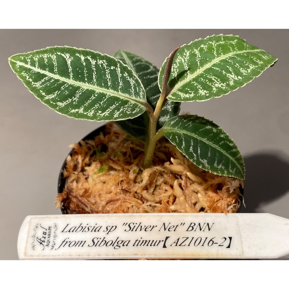 Billbergia Luna Blanca 子株付き タグ付き) Labisia sp. 