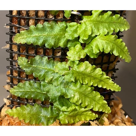 Teratophyllum "Birdwing-fern" from Bentong [AZ0117-3]