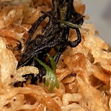 Cephalomanes sp. from Khlong Yai Trat Thailand ①
