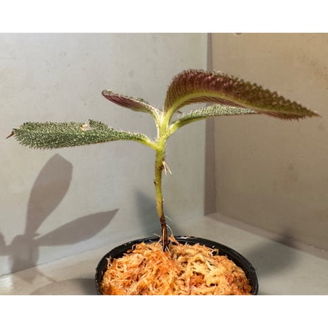 Cyrtandra sp. from Landak West Kalimantan