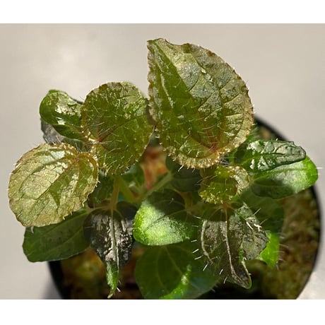 Phylagathis sp. from Cao Bang. Vietnum