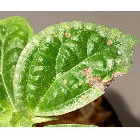 Gesneriaceae sp. from West Kalimantan