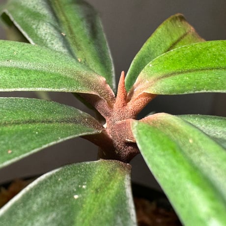 Ardisia sp. from Aceh sumatera [LA]