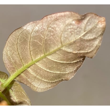Ophiorrhiza sp. from Papua Barat[LA0319-01]