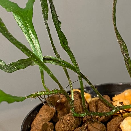 Microsorium sp. from Saripoi [LA0515-02]